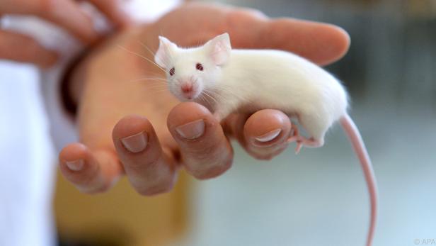 Forscher untersuchten die Effekte von Schlafentzug auf Mäuse