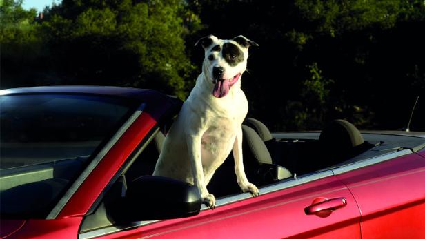 Fast alle Hunde fahren für ihr Leben gern Auto. Tierfreunde meinen, die Vierbeiner säßen am liebsten selbst am Steuer. Boo, der Pitbull-Terrier-Mischling, zeigt es in einem Chrysler Sebring vor.