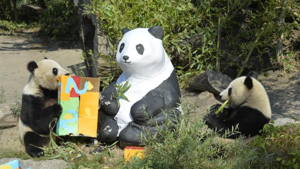 Panda-Mutter Yang Yang und Geburtstagskind Fu Bao am Freitag mit Geburtstagsgeschenken.