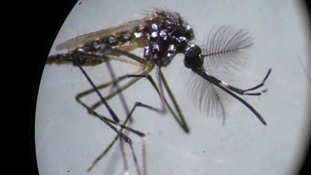 Bestimmte Stechmücken übertragen das Dengue- und Chikungunya-Virus.