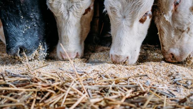 Bäuerin in Oberösterreich bei Stallarbeit von Kuh getötet