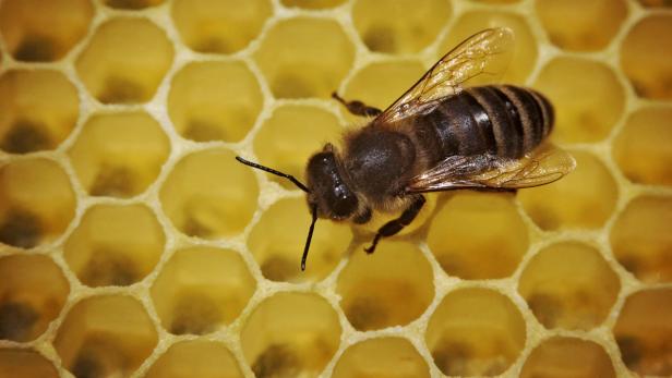 ARCHIV - Eine Biene läuft am 10.05.2012 in einem Bienenstock über die mit Honig gefüllten Waben in Mainz. Aufgrund des langen Winters wird es zu wenig Bienen für die Bestäubung geben und die Imker rechnen mit Einbußen. Foto: Fredrik von Erichsen/dpa (zu dpa Gespräch «Imker-Chef: Weniger Bienen zur Blütenzeit unterwegs - Teurer Honig» vom 13.04.2013) +++(c) dpa - Bildfunk+++