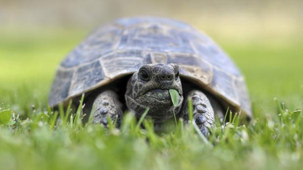 Landschildkröten werden oft zu nährstoffreich gefüttert.