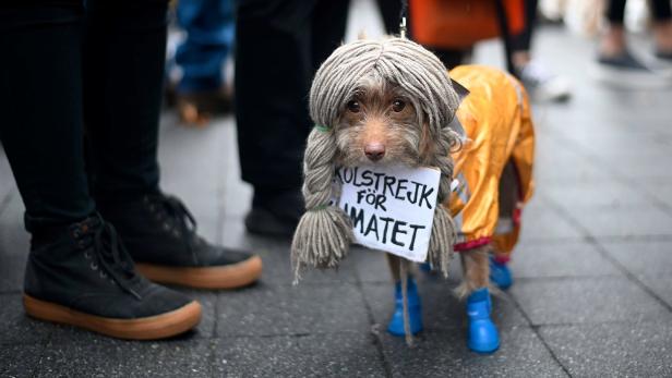 Ein Hund rief zum Streik für das Klima auf.