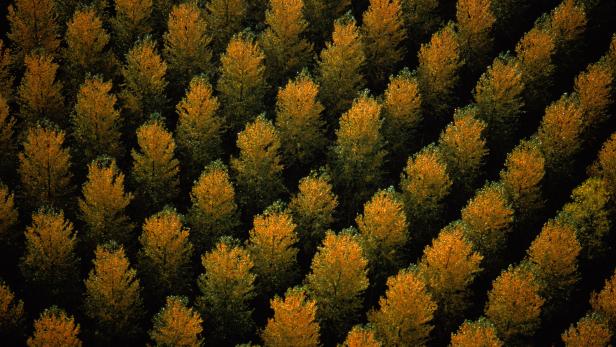 Bäume pflanzen gegen Klimawandel: Skepsis an Studie