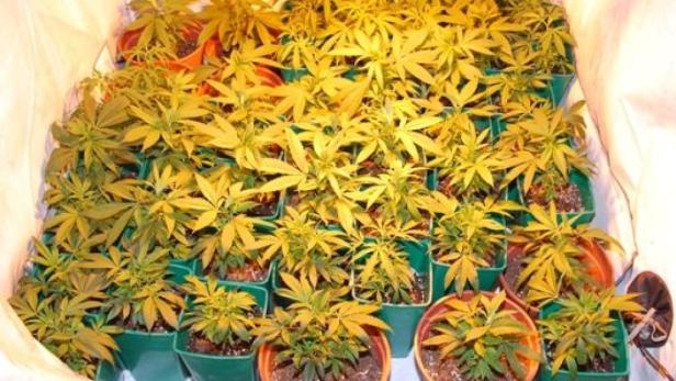 Diebe ließen Hanfplantage auffliegen