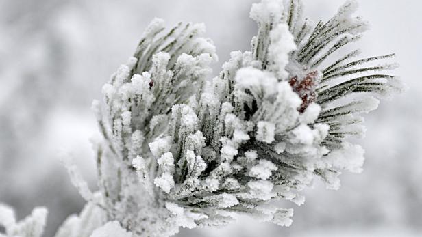 Ein mit Schnee bedeckter Kiefernzweig.