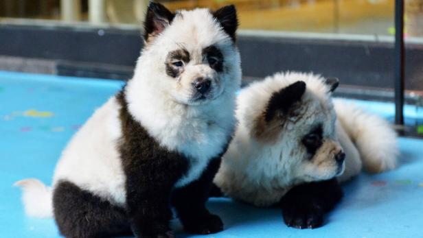 Empörung über gefärbte "Panda-Hunde" in Cafe in China