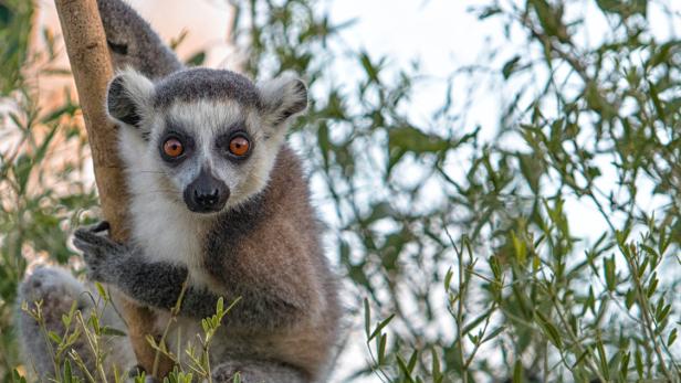 Fotoreportage aus Madagaskar: Bei Zebus, Makis und den Baobabs