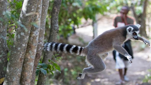 Mensch und Dürre besiegelten Ende der Megafauna Madagaskars