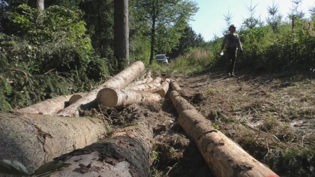 Allein im Waldviertel mussten 20.000 Hektar Fichtenwald wegen Borkenkäferschäden abgeholzt werden