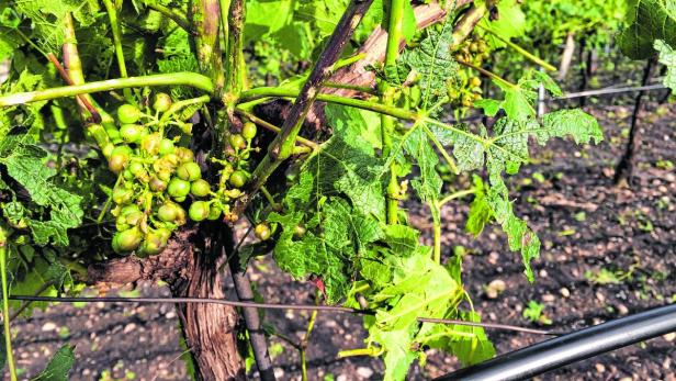 Unwetter mit Hagel verwüstete Weingärten am Heideboden