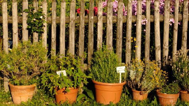Verschiedene Kräuter und Blumen in Tontöpfen vor einem Holzzaun.