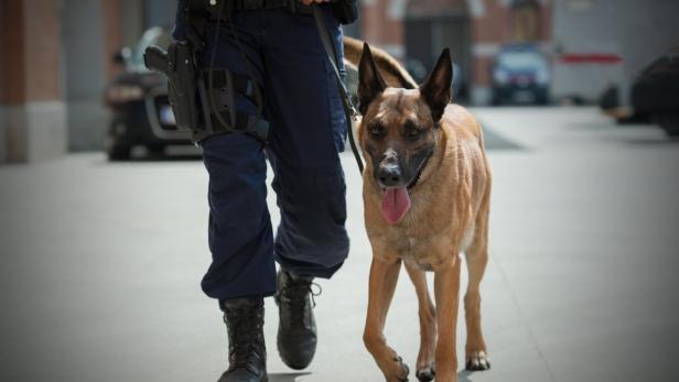 Mehr PS, optimale Belüftung: Neue Ausrüstung für Polizeihunde