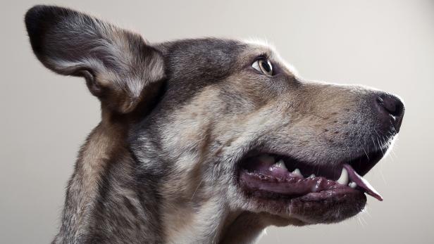 Schimmeldetektive: Hunde halten mit Technik mit