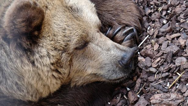Braunbären-Bauch: Was hinter dem "Fat Bear" steckt