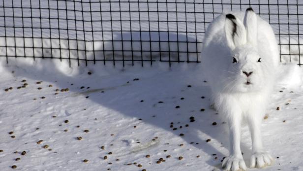 In die Enge getrieben: Schneehasen in den Alpen sind in ihrer Existenz bedroht.