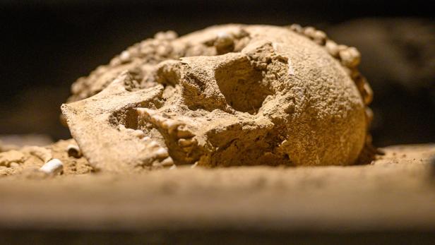 Symbolbild. Im Keller eines Hauses in Hornstein wurden Skelettteile und ein menschlicher Schädel entdeckt