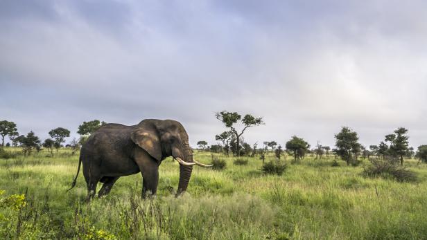 Österreicher in Namibia von Elefanten getötet