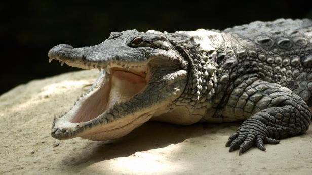 Australier überlebte Krokodil-Attacke durch Fingerstich ins Auge