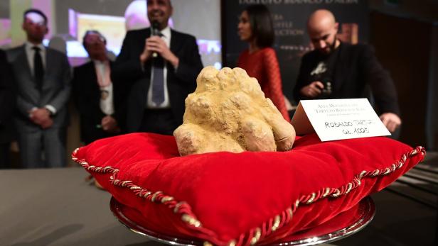 Ein Kilogramm schwer: Weiße Trüffel für 120.000 Euro versteigert