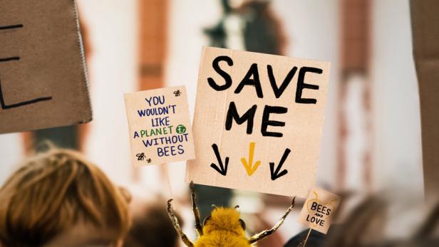 Immer weniger Insekten: Wer rettet Bienen und Bauern?