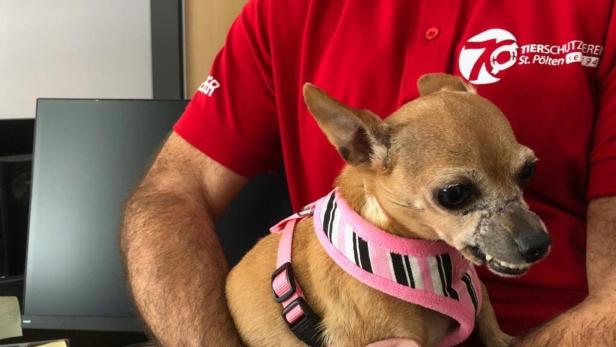 Frau schnürte Chihuahua mit BH-Träger die Schnauze zu