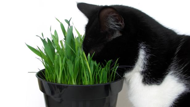Mit dem richtigen Riecher: Katzen haben einen empfindlichen Geruchssinn.