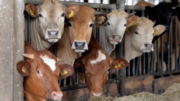 OÖ: Bauer ließ Tiere verhungern und verdursten