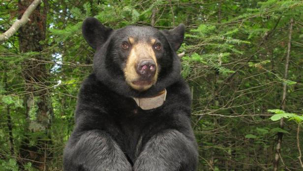 Ein Schwarzbär steht aufrecht im Wald.
