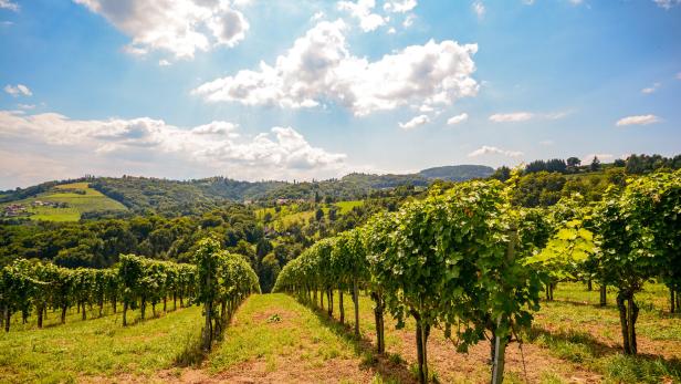 Zu sehen sind Pannonische Weinreben.
