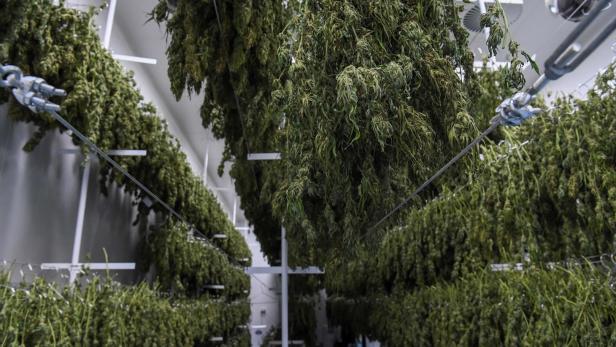 Marihuana-Markt übersättigt: nur 10 Prozent Cannabis werden verkauft