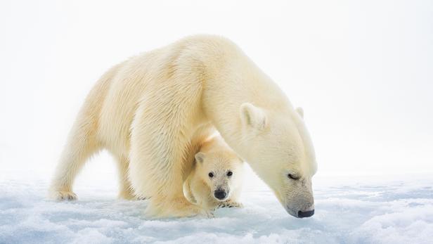 Eine Zukunft auf dünnem Eis. Den Eisbären schmilzt das Eis weg – rasend schnell.