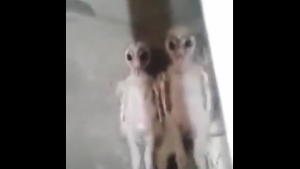 "Wie Aliens": Bilder von Baby-Eulen schockieren das Netz