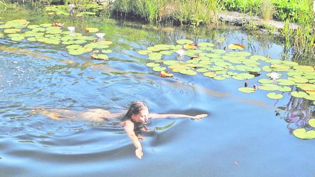 Der sich verändernde Teich