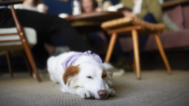 Ohne Leine oder Maulkorb dürfen sich Hunde in Gasthäusern nicht aufhalten.