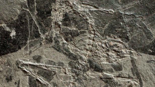 APA12378090-2 - 19042013 - SEEFELD - ÖSTERREICH: ZU APA 147 CI - Einen &quot;paläontologischen Sensationsfund&quot; hat die Universität Innsbruck am Freitag, 19. April 2013, vermeldet. Oberhalb von Seefeld nördlich der Landeshauptstadt wurde im Schiefergestein ein fast komplettes Skelett eines ausgestorbenen Reptils mit dem Namen &quot;Langobardisaurus pandolfii&quot; entdeckt. Dabei handelt es sich um einen kleinwüchsigen Saurier-Verwandten mit langem Hals und langem Schwanz, vermutlich ein Jungtier. +++ WIR WEISEN AUSDRÜCKLICH DARAUF HIN, DASS EINE VERWENDUNG DES BILDES AUS MEDIEN- UND/ODER URHEBERRECHTLICHEN GRÜNDEN AUSSCHLIESSLICH IM ZUSAMMENHANG MIT DEM ANGEFÜHRTEN ZWECK ERFOLGEN DARF - VOLLSTÄNDIGE COPYRIGHTNENNUNG VERPFLICHTEND +++ APA-FOTO: SILVIO RENESTO