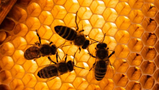 Warntöne: Wenn Bienen auf Hornissen pfeifen