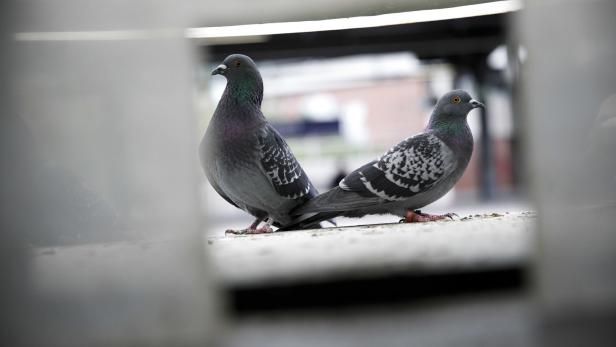 München bekämpft Tauben und kontrolliert Fütterungsverbot