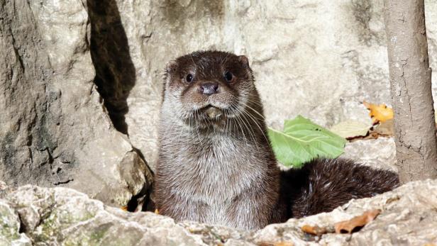 Naturschützer fordern Ende der Otter-Jagd in Niederösterreich