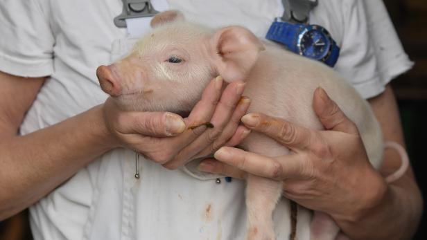 Schweinepest: China blockt Exporte aus Deutschland