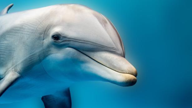 Delfine verwenden lieber die rechte Flosse