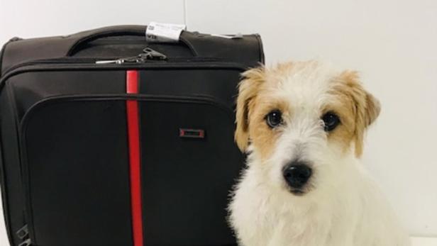 Drogenhund in Ausbildung spürte Heroin in Koffer auf