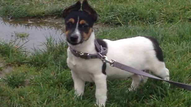 Ein Jack Russell Terrier steht auf einer Wiese mit einer Leine.