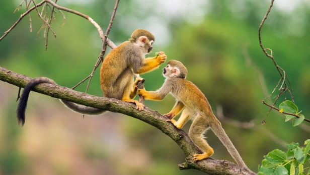 Seltene Zoonose: Mann an Affenpocken erkrankt