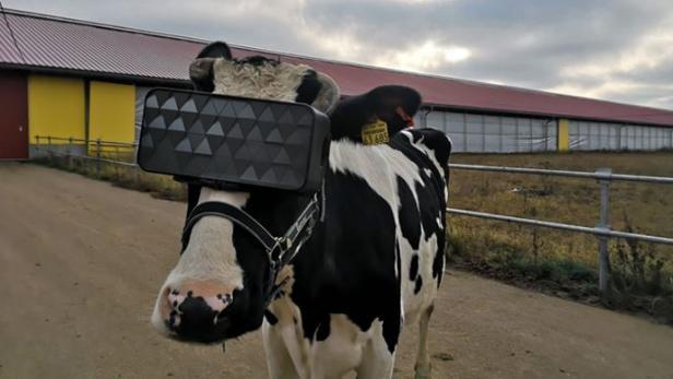 Neue Technik soll Kühe dazu bringen, mehr Milch zu geben