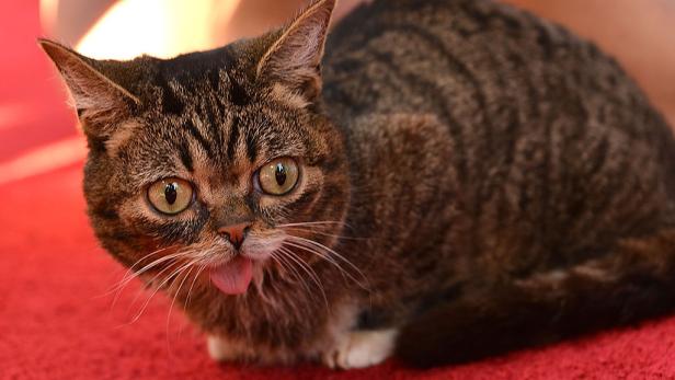Nach Grumpy Cat: "Lil Bub" ist tot