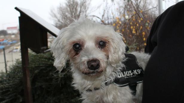 Hundeopa "Puma" verlor Zuhause und hofft auf Weihnachtswunder