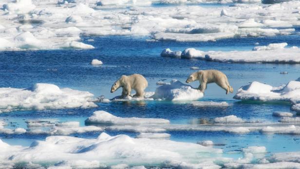 Über 50 hungrige Eisbären nähern sich kleinem Dorf