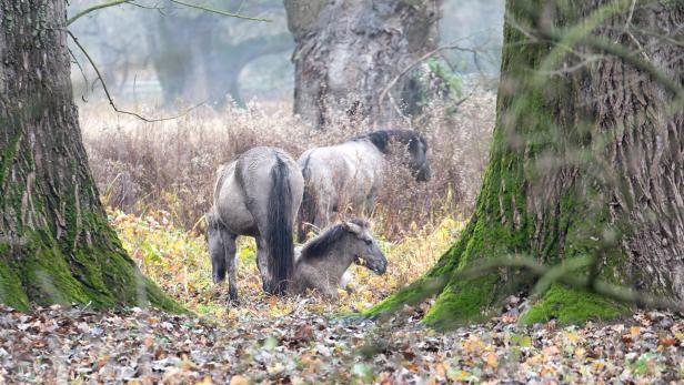 Naturschutz in den March-Auen: Wo Pferde die Landschaft pflegen